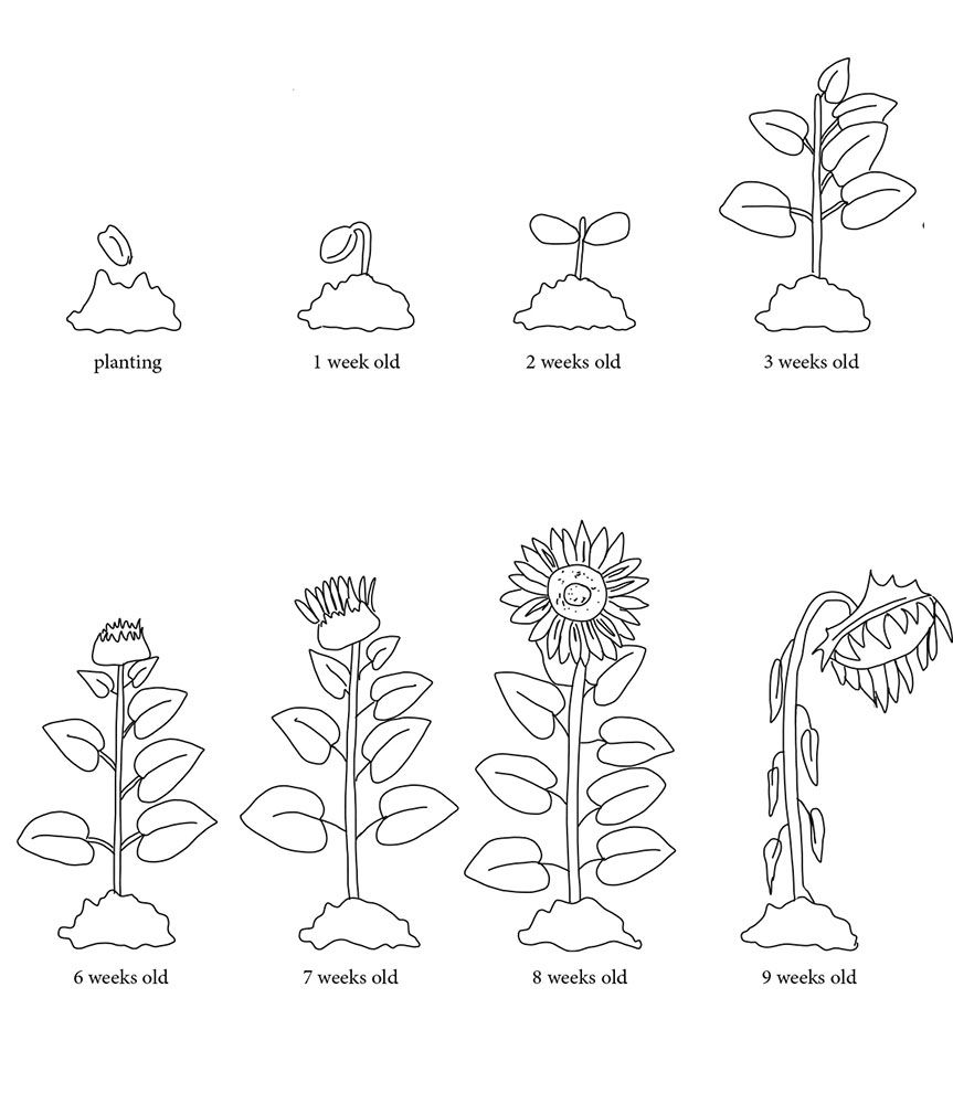 Sunflower growth cycle